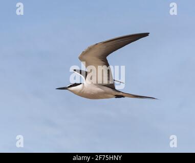 Tern bridled (Onychoprion anaethetus) in volo, Heron Island, Southern Great Barrier Reef, Queensland, QLD, Australia Foto Stock