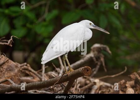 Eastern Reef Egret (Egretta sacra) arroccato su una filiale, Heron Island, Southern Great Barrier Reef, Queensland, QLD, Australia Foto Stock