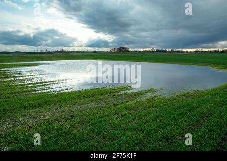 Acqua su un campo verde e cielo nuvoloso, primavera vista rurale Foto Stock