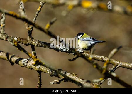 Un titmouse su un ramo Foto Stock