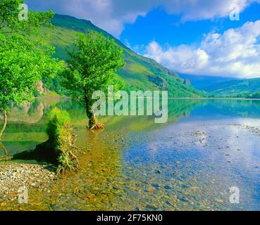 Regno Unito, Galles, Snowdonia, Llyn Gwynant, alberi in lago, Foto Stock