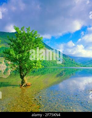 Regno Unito, Galles, Snowdonia, Llyn Gwynant, albero in lago, Foto Stock