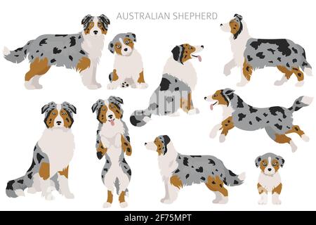 Set di cani da pastore australiani. Varietà di colori, pose diverse. Raccolta infografica cani. Illustrazione vettoriale Illustrazione Vettoriale
