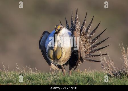 Mostra di salvia e boom su un terreno da ballo (lek) durante la stagione di accoppiamento primaverile in Wyoming, Stati Uniti Foto Stock