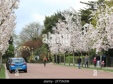 Londra, Regno Unito, 5 aprile 2021. Le temperature fredde, gli acquazzoni di neve e il vento morente hanno fatto sì che il Regents Park appariva molto diverso il lunedì di Pasqua. Chester Road, fiancheggiata da fiori, era molto tranquilla. Monica Wells/Alamy Live News Foto Stock