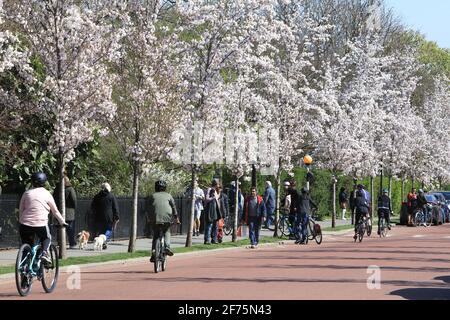 Londra, Regno Unito, 4 aprile. Fioritura fiancheggiata Chester Road a Regents Park in un giorno di Pasqua caldo e soleggiato. Le folle si sono recate al parco per incontrarsi con amici e familiari. Monica Wells/Alamy Live News Foto Stock