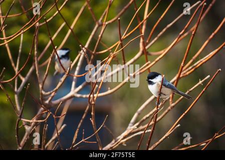 Ceci neri appollaiati su rami di alberi Foto Stock