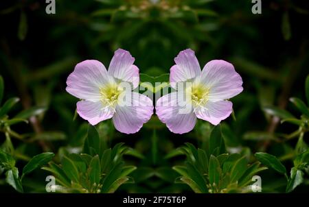 Enotera biennis (Primula serale comune) pianta ornamentale fiorente con petali rosa pallido e centro giallo su sfondo naturale. Foto Stock