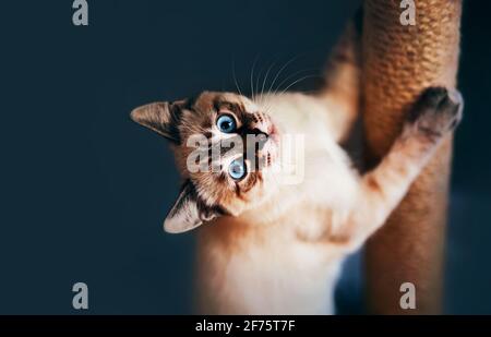 Carino tabby gattino thailandese domestico affilare giocosamente i suoi artigli su un palo graffiante fatto di corde. Un animale domestico. Foto Stock