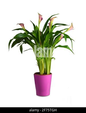 Giglio di calla rosa in vaso di fiori isolato su sfondo bianco Foto Stock