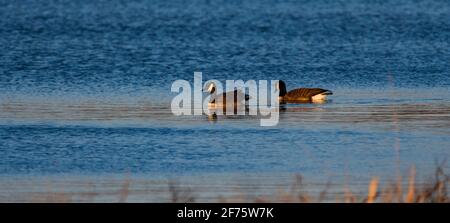 Coppia di accoppiamento Canada Geese in acqua con luce da sera Foto Stock