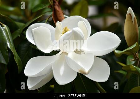 Magnolia grandiflora un albero sempreverde nativo, con fiori bianchi cremosi profumati e foglie di verde scuro, rigide e leaterie. Foto Stock