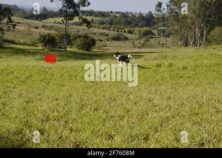 Border Collie. Il cane Border Collie gioca con la palla rossa prodotta in un programma di montaggio erba in Brasile, Sud America Foto Stock