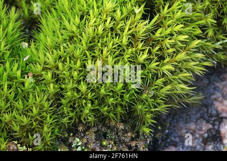 Diclanum scoparium, comunemente noto come muschio delle ginocchia o muschio delle ginocchia Foto Stock