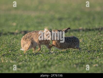 Due Marte Brown Hares marzo mostrante il comportamento di courtship sui terreni agricoli a Suffolk, Regno Unito Foto Stock