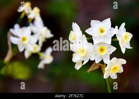 Narcissus 'Silver carillon' Foto Stock