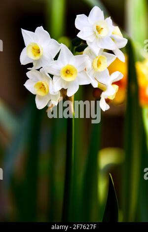 Narcissus 'Silver carillon' Foto Stock