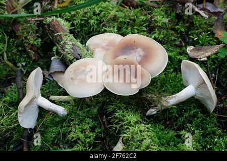 Lepista irina (anche Clitocybe irina), conosciuta come il blewit fiorito, fungo selvatico dalla Finlandia Foto Stock