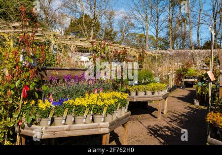 Piante in vendita al sole presso il vivaio Smeaton Garden Centre, East Linton, East Lothian, Scozia, UK Foto Stock