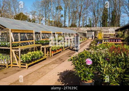 Piante in vendita al sole presso il vivaio Smeaton Garden Centre, East Linton, East Lothian, Scozia, UK Foto Stock