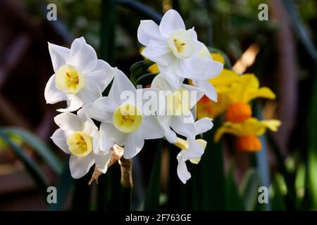 Narcissus 'Silver carillon' Foto Stock