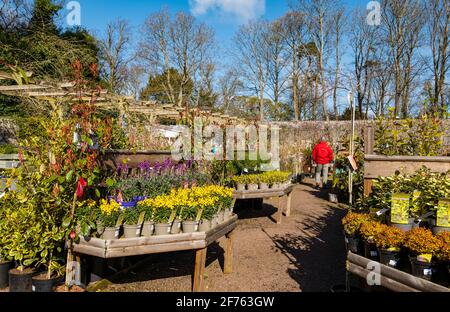 Piante in vendita al sole presso il vivaio Smeaton Garden Centre, East Linton, East Lothian, Scozia, UK Foto Stock