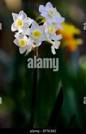 Narcissus 'Silver carillon' Foto Stock
