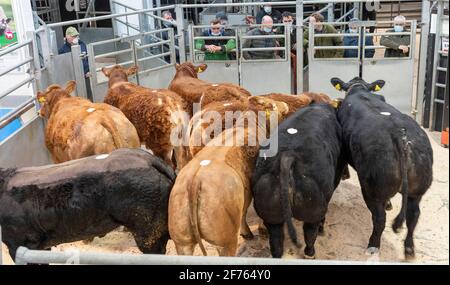 Bestiame bovino che viene venduto attraverso l'anello di vendita ad un mercato dell'asta di bestiame, Cumbria, Regno Unito. Foto Stock