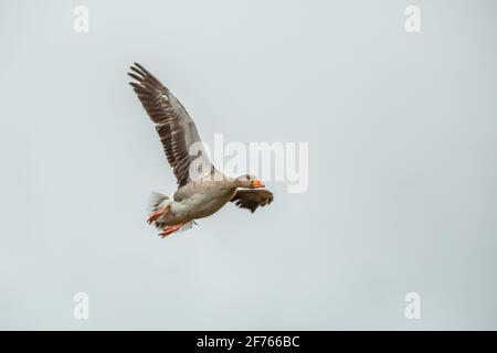 Primo piano di Greylag Goose, Anser anser, che vola da sinistra a destra contro uno sfondo di luce neutrale e metà dell'ala sinistra nascosta dietro il corpo Foto Stock