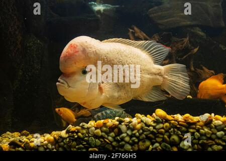 Amphilophus citrinellus, grandi pesci cichlid endemica del fiume San Juan e adiacenti bacini idrografici in Costa Rica e del Nicaragua. Foto Stock