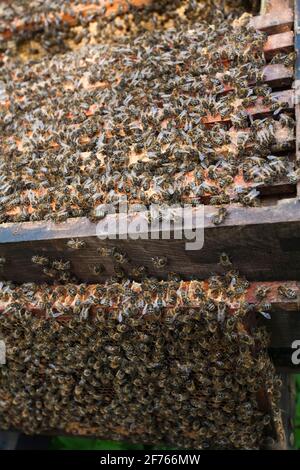 I lavoratori delle api da miele (Apis mellifera) nell'alveare, Regno Unito Foto Stock