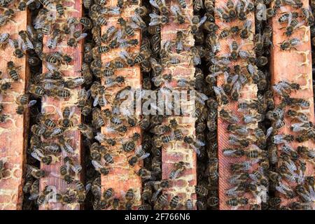 Api mellifera (Apis mellifera) su telaio in Hive, Regno Unito Foto Stock