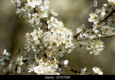 Blackthorn o Sloe è una delle prime piante fiorite del Regno Unito. Il delicato fiore bianco o rosato può essere utilizzato su display incredibilmente abbondano Foto Stock