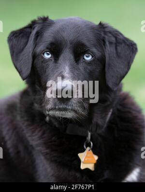 Black labrador Retriever razza mista cane da compagnia con occhi blu ritratto di primo piano Foto Stock