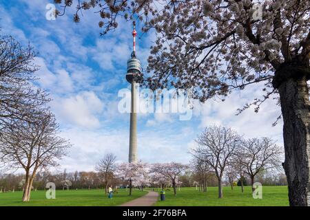 Wien, Vienna: Fioritura dei ciliegi al parco Donaupark, Donauturm (Torre del Danubio) nel 22. Donaustadt, Vienna, Austria Foto Stock