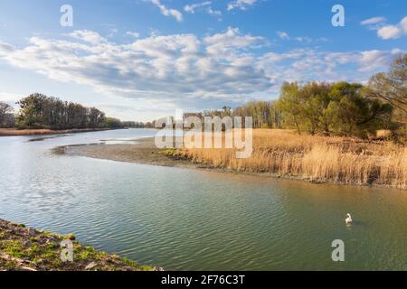 Nationalpark Donauauen, Parco Nazionale Danubio-Auen: lago di oxbow Kühwörther Wasser, mute cigno (Cygnus olor) a Donau, Niederösterreich, bassa Austria, Au Foto Stock