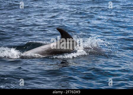 Dal becco bianco dolphin (Lagenorhynchus albirostris), mare del Nord off camminare, Northumberland, Regno Unito Foto Stock