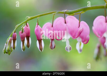 Asian bleeding-hearts (Lamprocapnos spectabilis) in fiore Foto Stock