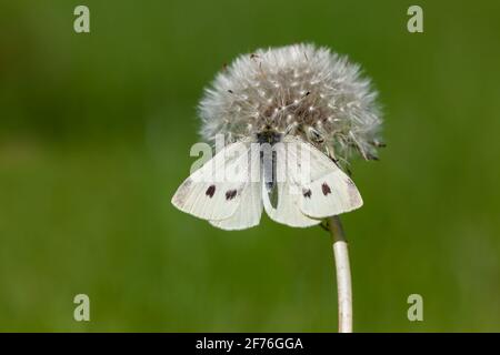 Farfalla bianca grande (Pieris brasicae), Regno Unito Foto Stock