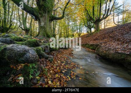 Foresta Otzarreta in Gorbea Parco Naturale. Bizkaia, Paesi Baschi Foto Stock