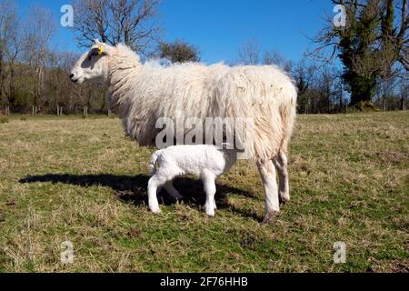 Allattamento pecora e agnello bambino succhiando da madre pecora in piedi In un campo in primavera sole sulla fattoria aprile Carmarthenshire Galles occidentale Regno Unito KATHY DEWITT Foto Stock