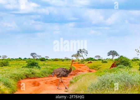 Primo piano foto di uno struzzo che sorge su una strada sterrata nel mezzo di un safari nel Tsavo Kenya orientale. Si tratta di una foto di fauna selvatica dall'Africa. Foto Stock