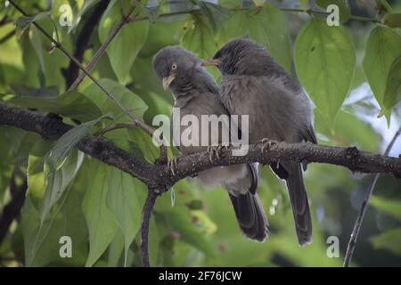 Babbler della giungla (Turdoides striata) uccello comune – Delhi -india. Foto Stock