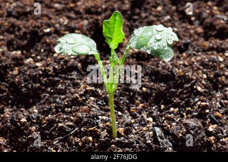 Broccoli Marathon F1 Seedling con le prime foglie vere Foto Stock