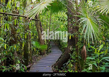 Passerella in legno che attraversa la giungla nella riserva della biosfera Sian Ka'an, Riviera Maya, Tulum, Quintana Roo, Penisola di Yucatán, Messico Foto Stock