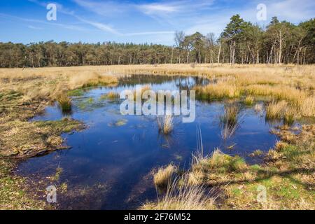 Piccolo stagno nella foresta del Drents-Friese Wold, Paesi Bassi Foto Stock