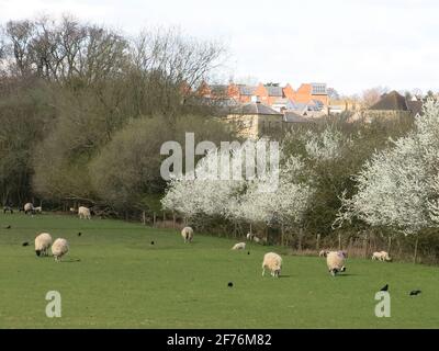 Vista verso lo sviluppo abitativo a Upton attraverso i campi verdi con pecore e fiori di primavera nel hedgerow; Northamptonshire, aprile 2021 Foto Stock