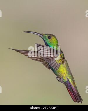 Colibrì di mango, antracotorace prevostii, singolo adulto maschio che si trova vicino al fiore, Costa Rica Foto Stock