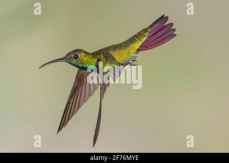 Colibrì di mango, antracotorace prevostii, singolo adulto maschio che si trova vicino al fiore, Costa Rica Foto Stock