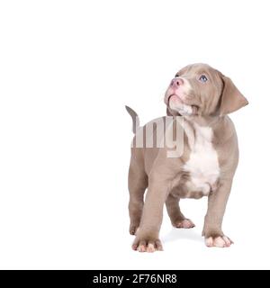 Un purebred americano Bully o Bulldog pup con beige e. pelliccia bianca che guarda in su isolata su uno sfondo bianco Foto Stock